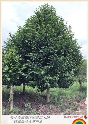 �F(xi��n)���ĺ��Ϙ�(l��)����Ц��ľ���Σ��^���ǳ������ı���