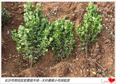 ���~�S��Сë��-���ϴ��~�S��r������Һ꾰