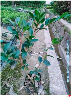 ���ϲ軨��|���ϲ軨С�烞(y��u)���ϼ܁��꾰