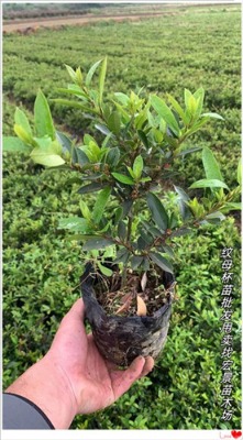 ���ϼyĸС��-�L(zh��ng)ɳ�yĸ����-�gꖼyĸ�r(ji��)�����r(n��ng)��(y��u)��