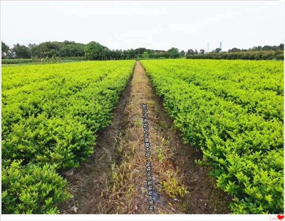 ��ɭŮؑ���� ���Ͻ�ɭŮؑСë������������꾰