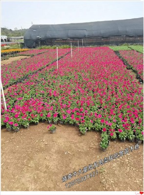 �o�r���u�ĸ��{�ݻ����l(f��)-�Lɳʯ��-������ɫ���r�����