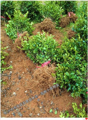 �꾰���ϲ�÷����-���ϲ�÷ë���u����