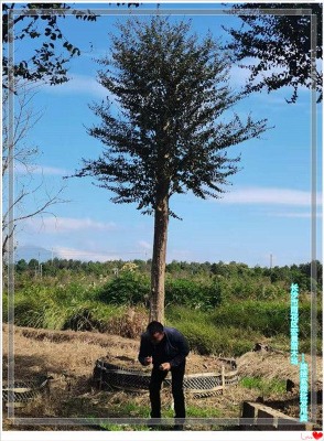 �g���ľ�������-�꾰�ĺ�����ޱ�r���������ˣ��N�������u