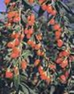 ��؛���������ȡ��