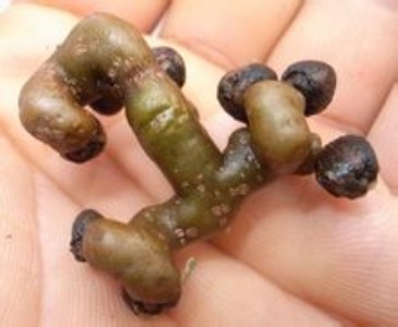 �S�ҬF؛�����ח�����ȡ��