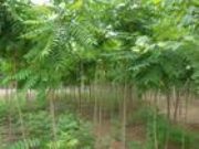 �������� �ӱ����� ��������(�D)