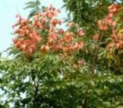 ������� �ӱ���� �������С��