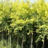 ����(y��ng)�ܘ� �ӱ��ܘ� �ӱ��ܘ��� ����(�D)