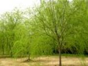 �����ӱ���z���� ������z����