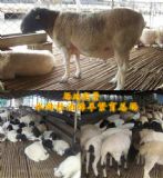 遼源市養(yǎng)羊一年的利潤(rùn)有多少?養(yǎng)殖杜泊羊的利潤(rùn)