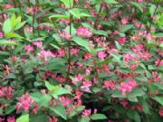 �{�~�̶�.���y�̶�.�t���̶�.�̶��r�����