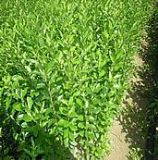 ���~ˮ�D.�|�����~ˮ�D.���~ˮ�DС��.ˮ�DС��