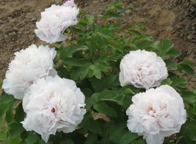 �^�pĵ�����硢ĵ���Nֲ