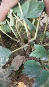 ĵ���Nֲ���ء��ʝ��^�pĵ���r��