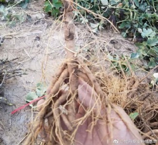 ��ˎ�Nֲ���ء��^�p��ˎ���l�r��