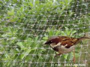 ���B�W���a�O��