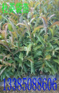 ��Ӣ��(sh��)�� ��Ӣ�N�� ɽ��Ӣ�� ��Ӣ����