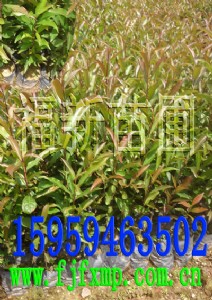 ɽ��Ӣ���� ɽ��Ӣ�r(ji��)�� ɽ��Ӣ�DƬ