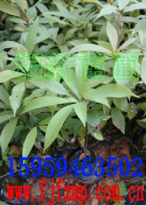 ��z�ľ�� ��z�ľ���� �E���