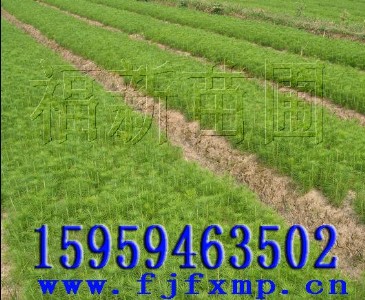 �Rβ�������� �Rβ�ɷN�� �Rβ����