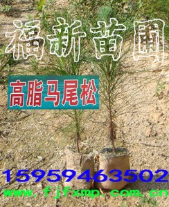 �Rβ�ɘ��� ��֬�Rβ���� �Rβ���� �Rβ�ɷN��