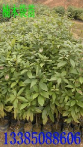 �}��� �ľ�� �E��� ����� �}骷N�� ��z�ľ��