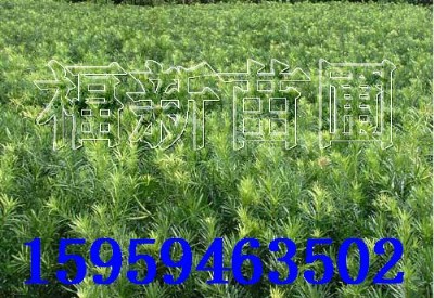 �_�h�� �_�h�ɷN�� �_�h���� �_�h�����l