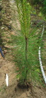 ����ɴ���� ����ɟo��������� ����ɴ���