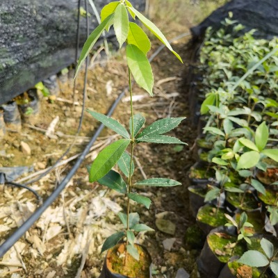 ��Ƥ�������� ��Ƥ������ �߶�40���׳�Ƥ����