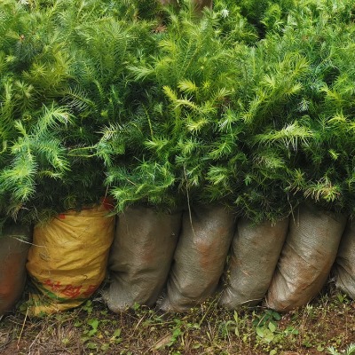 ɼľ�S������ ɼľ����