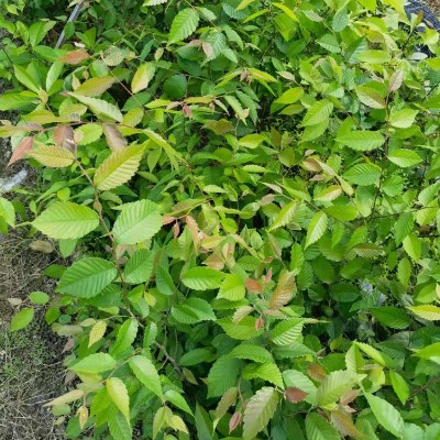 �t�δ��� �߶�50���׼t��С�� �؏�0.60���׼t�α���