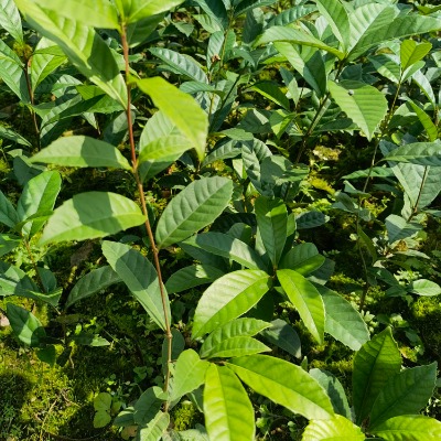 �������� ������ ����С����