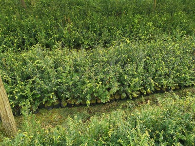 �t��ɼ���� (�t��ɼ����)