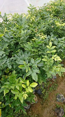 �����t������(����ľ����)