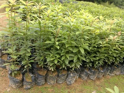 ��z�ľ��(��z�ľ����)