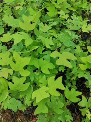 �R��ľ��(�R��ľ����)