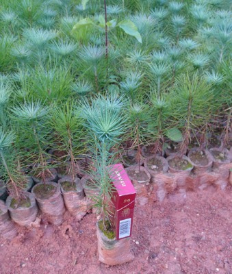 �Rβ�ɘ���(��֬�Rβ����)