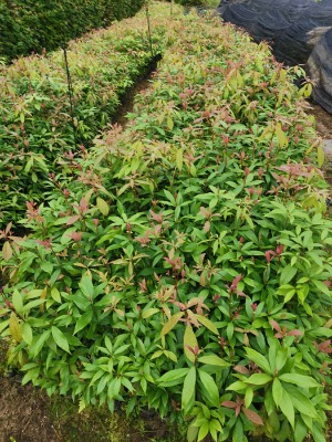 �}���(�ľ��, �}骴���)