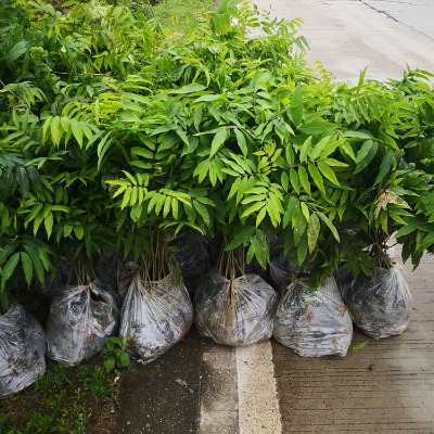 �o���Ӵ���(�o����������,�o���ӱ���)