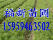 ����� ����ɷN�� ������� ����ɴ���