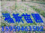 ľ�ɘ��� ľ��С�� ľ�Ƀr��