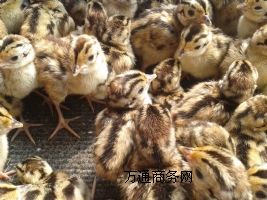 �߲�ɽ�u��