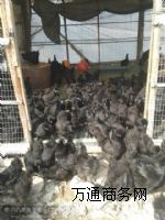 ���P�u��