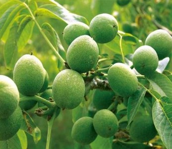 ���T�Ϻ������������硪���r���¸��ĺÎ���02