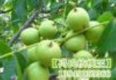 �T�Ϻ�������ȫ���Fُ�͑�1̖�ź�