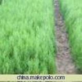 �����Ȱ� �Ȱ����l �Ȱ؃r��(�D)