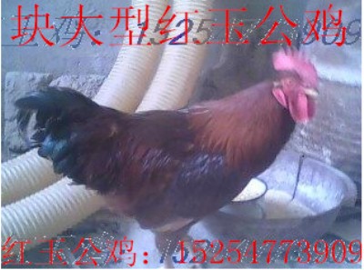 �Ž�t���u �t���u�� �t���u  �t���s���u��