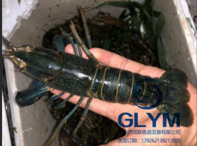 �~����N���޵�ˮС���r��