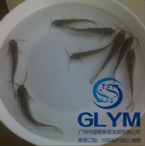 ���l�~��ˮ�a�N���β���~��